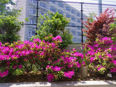 ツツジの花が美しい。背後に校舎が蒼く霞みます。